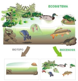 El ecosistema está compuesto por el biotopo y la biocenosis