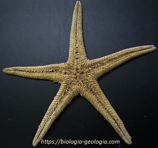 Pies ambulacrales de una estrella de mar