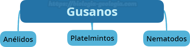 Dentro de los "gusanos" se incluyen los anélidos, los nematodos y los platelmintos