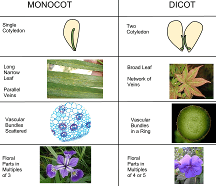 Diferencias entre monocotiledóneas y dicotiledóneas