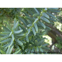 Common yew (Taxus baccata)