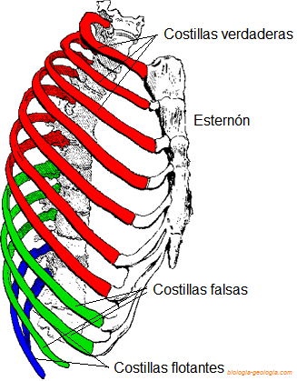 Tipos de costillas: verdaderas, falsas y flotantes