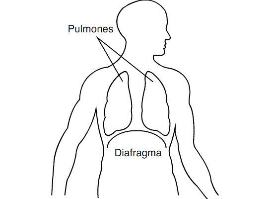 El movimiento del diafragma contrae y expande los pulmones