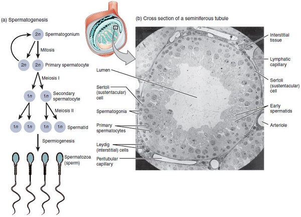 Espermatogenesis