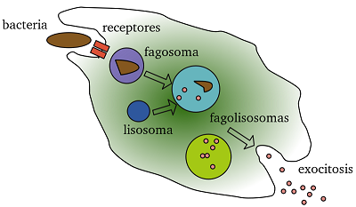 Fagocitosis