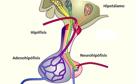 Hipotálamo e hipófisis