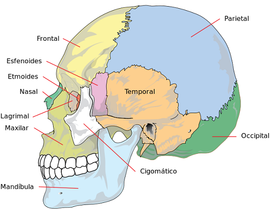 Huesos de la cabeza