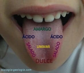 Las papilas gustativas detectan sabores en distintas zonas de la lengua