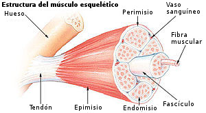Estructura del músculo