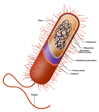 Célula procariota con todas sus partes