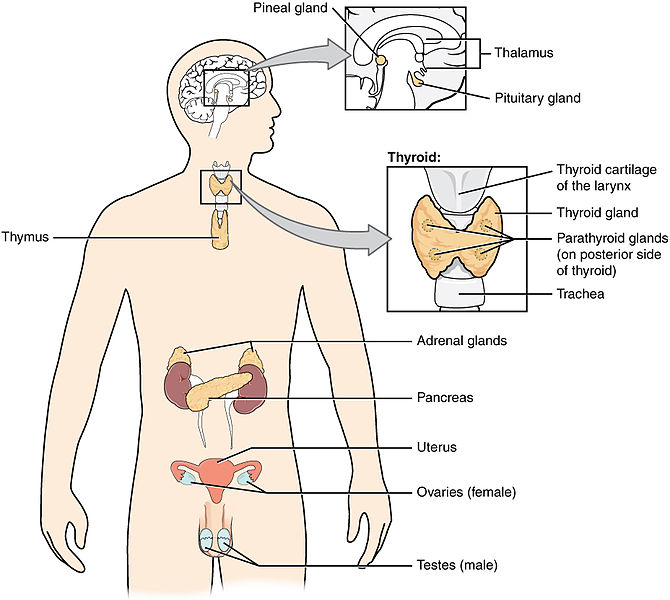 Glándulas del sistema endocrino