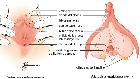 vulva
