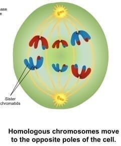 Anafase I de la meiosis