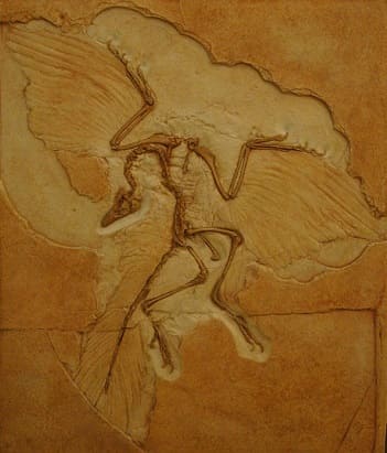 Archaeopteryx con características intermedias entre reptiles y aves