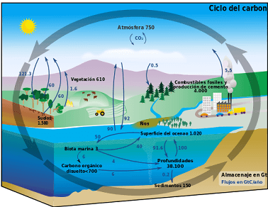 Ciclo biogeoquímico del carbono