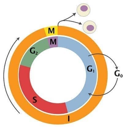 La mayor parte del ciclo celular corresponde a la interfase