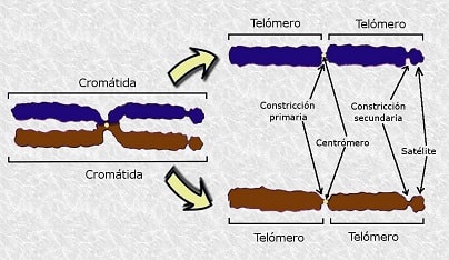Estructura del cromosoma