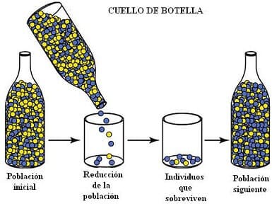 Efecto cuello de botella Efecto cuello de botella