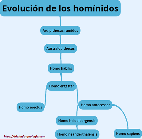 Evolución de los homínidos