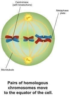 Metafase I de la meiosis