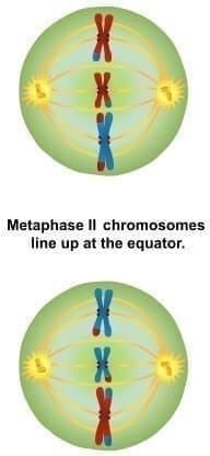 Metafase II