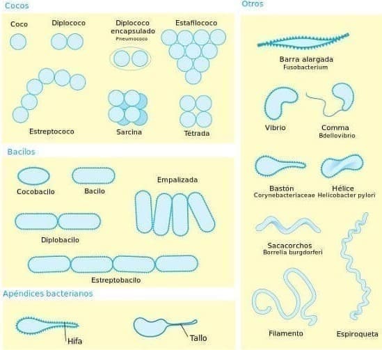 Formas que pueden tener las bacterias