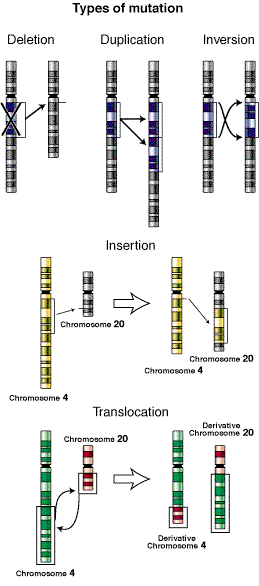 Tipos de mutaciones cromosómicas: deleción, duplicación, inversión, inserción, translocación