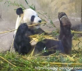 Oso Panda comiendo bambú