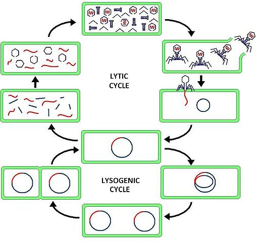 Ciclo lisogénico de un virus