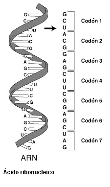 Codones de ARNm