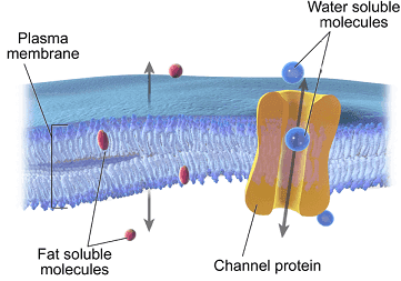 Difusión a través de la membrana celular