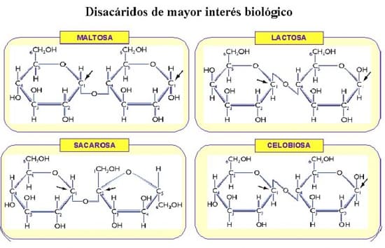 Principales disacáridos