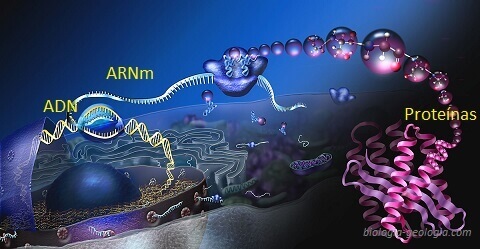 Dogma central de la biología molecular