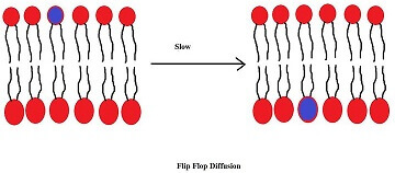 Difusión por flip flop