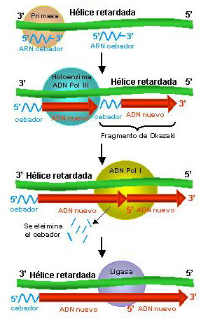 Hebra retardada: síntesis de cebadores, unión de fragmentos de Okazaki y eliminación de los cebadores.